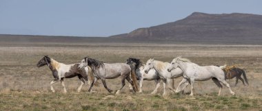 Baharda Utah çölünde vahşi at sürüsü.