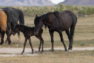 Baharda Utah çölünde vahşi bir at kısrağı ve yavrusu.