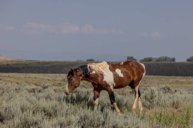 a beautiful wild horse in the Wyoming desert in summer