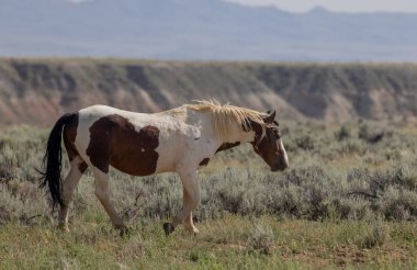 a beautiful wild horse in the Wyoming desert in summer