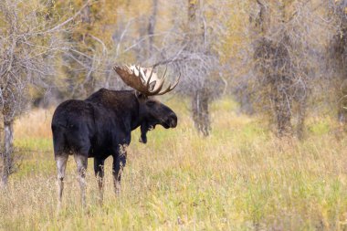 Sonbaharda Wyoming 'de tekdüze bir geyik.