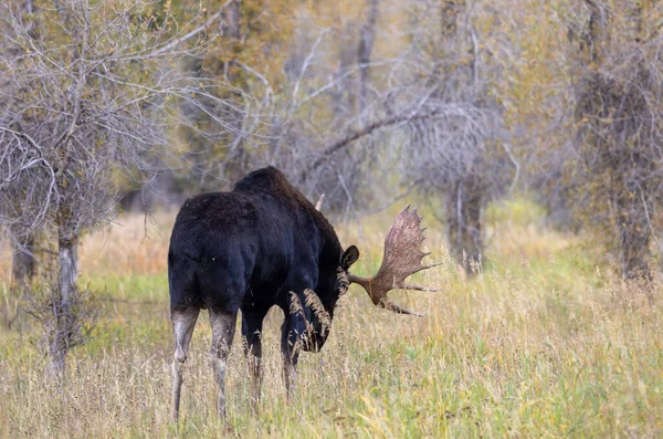 Sonbaharda Wyoming 'de tekdüze bir geyik.