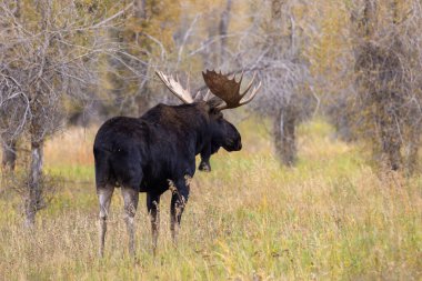 Sonbaharda Wyoming 'de tekdüze bir geyik.