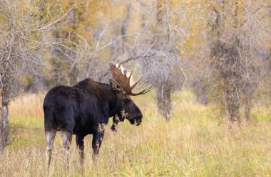 Sonbaharda Wyoming 'de tekdüze bir geyik.