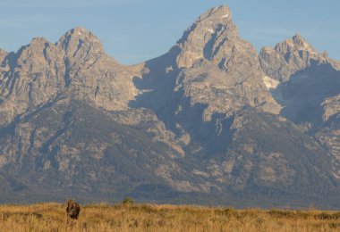 Wyoming 'de sonbaharda bir inek geyiği.