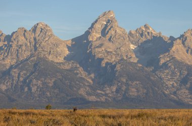 Sonbaharda genç bir geyik Wyoming 'de