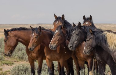 Yazın Wyoming çölünde vahşi atlar