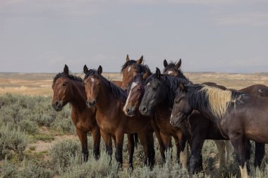 Yazın Wyoming çölünde vahşi atlar