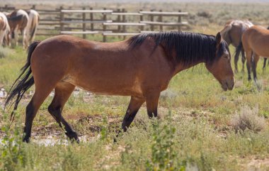 Yazın Wyoming çölünde vahşi atlar