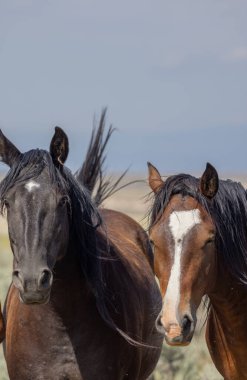 Yazın Wyoming çölünde vahşi atlar