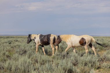 Yazın Wyoming çölünde vahşi atlar