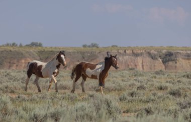 Yazın Wyoming çölünde vahşi atlar