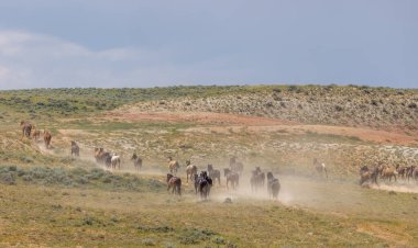 Yazın Wyoming çölünde vahşi at sürüsü.