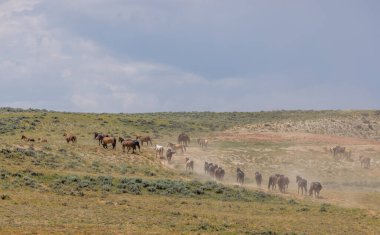 Yazın Wyoming çölünde vahşi at sürüsü.