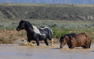 Wyoming çölündeki bir su birikintisinde vahşi atlar.