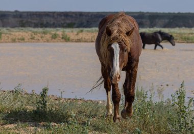 Wyoming çölünde bir su birikintisinde vahşi bir at.