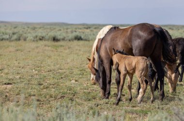 Yazın Wyoming çölünde vahşi bir at kısrağı ve yavrusu.
