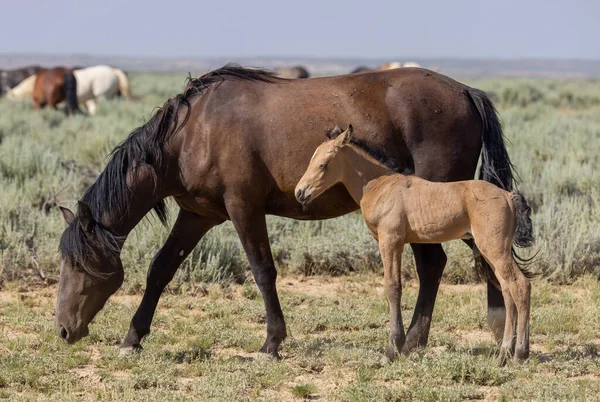 Yazın Wyoming çölünde vahşi bir at kısrağı ve yavrusu.