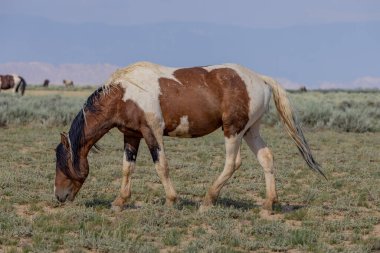 McCullough Tepelerinde vahşi bir at Yazın HMA Wyoming