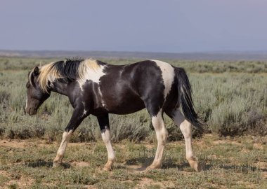 McCullough Tepelerinde vahşi bir at Yazın HMA Wyoming