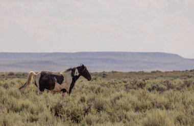 McCullough Tepelerinde vahşi bir at Yazın HMA Wyoming