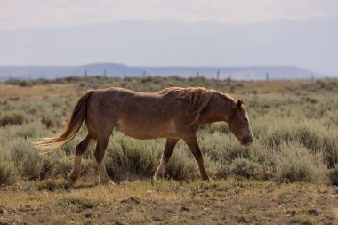 McCullough Tepelerinde vahşi bir at Yazın HMA Wyoming