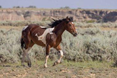 McCullough Tepelerinde vahşi bir at Yazın HMA Wyoming