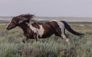 a wild horse in the McCullough Peaks HMA Wyoming in summer clipart