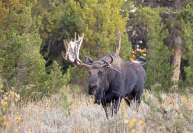 Sonbaharda Wyoming 'de tekdüze bir geyik.