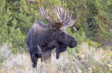Sonbaharda Wyoming 'de tekdüze bir geyik.