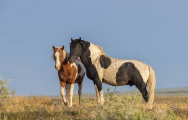 Utah çölünde bir çift vahşi at.