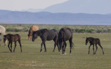 Utah çölünde ilkbaharda vahşi atlar