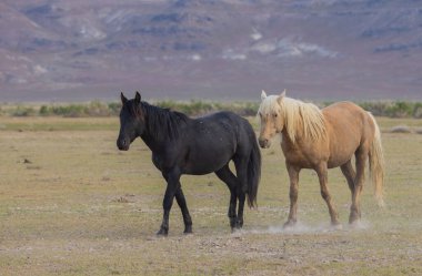 Utah çölünde ilkbaharda vahşi atlar