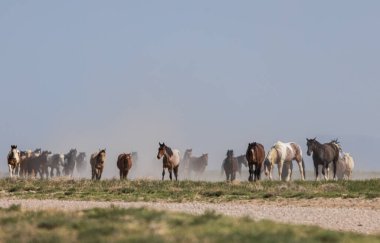 Baharda Utah çölünde vahşi bir at sürüsü.