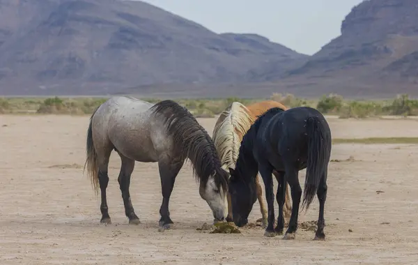 Utah çölünde ilkbaharda vahşi atlar