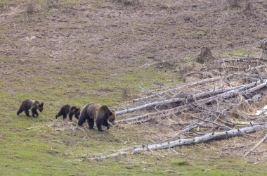 Baharda Yellowstone Ulusal Parkı 'nda bir boz ayı ve yavruları.