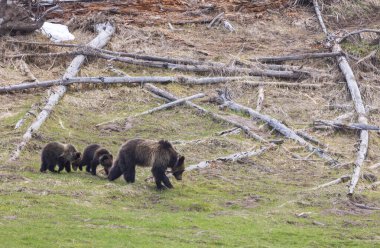 Baharda Yellowstone Ulusal Parkı 'nda bir boz ayı ve yavruları.