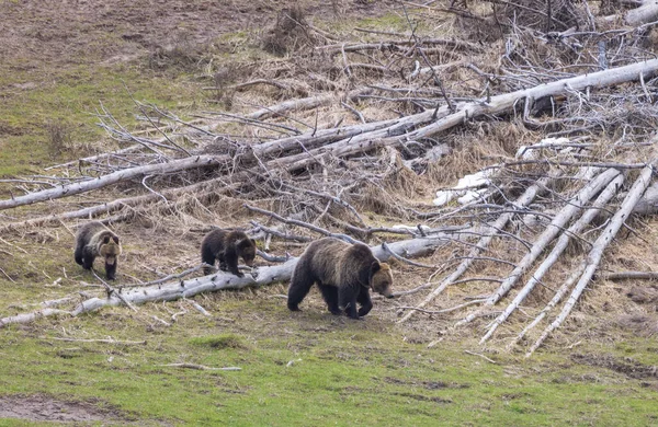 Grizzly Bjørn Unger Våren Yellowstone Nasjonalpark – stockfoto