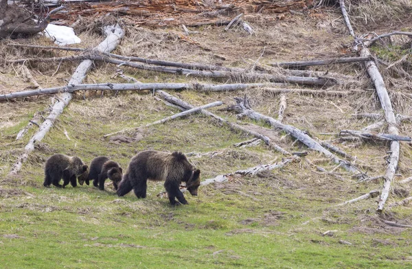 Grizzly Bear Sow Cubs Springtime Yellowstone National Park — Stock Photo, Image