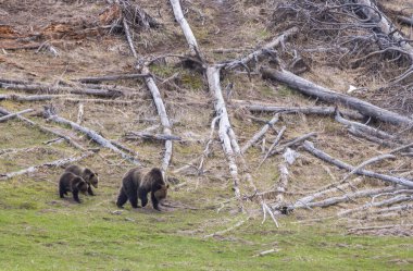 Baharda Yellowstone Ulusal Parkı 'nda bir boz ayı ve yavruları.