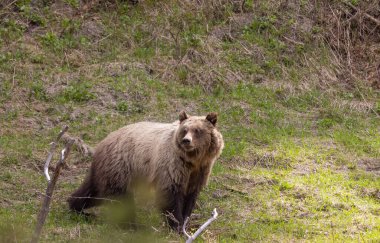 Baharda Yellowstone Ulusal Parkı 'nda bir boz ayı.