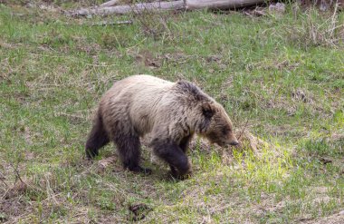 Baharda Yellowstone Ulusal Parkı 'nda bir boz ayı.