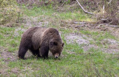 Baharda Yellowstone Ulusal Parkı 'nda bir boz ayı.