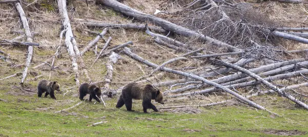 Grizzly Bear Sow Cubs Springtime Yellowstone National Park — Stock Photo, Image