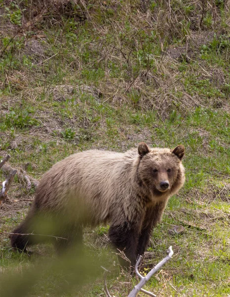 Весною Ведмідь Єллоустонського Національного Парку — стокове фото