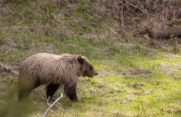 Весною Ведмідь Єллоустонського Національного Парку — стокове фото