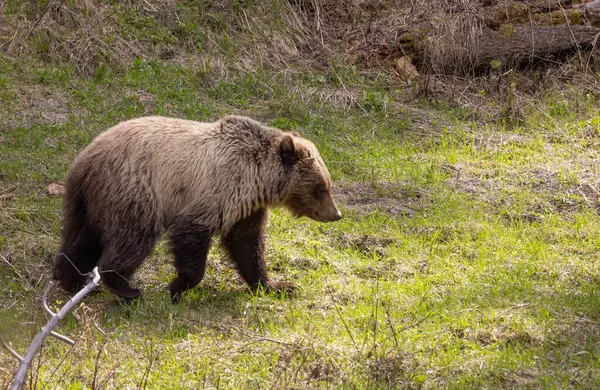 Grizzlybjørn Våren Yellowstone Nasjonalpark – stockfoto