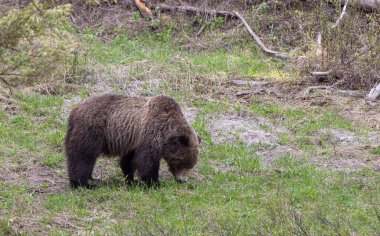 Baharda Yellowstone Ulusal Parkı 'nda bir boz ayı.