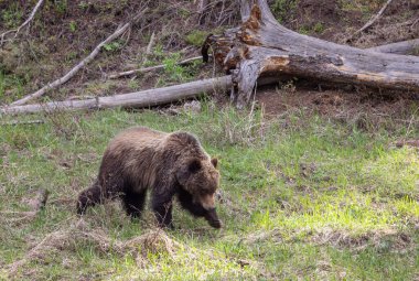 Baharda Yellowstone Ulusal Parkı 'nda bir boz ayı.