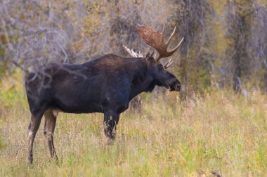 Sonbaharda Wyoming 'de tekdüze bir geyik.